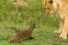 �B��4ֻʨ��Χ�º��ӭս:ҧ��ʨ�ǵ�ʤ��ȥ