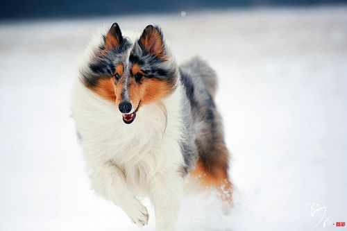 佳能5D:雪之贵族苏格兰牧羊犬 盛装舞步_数码