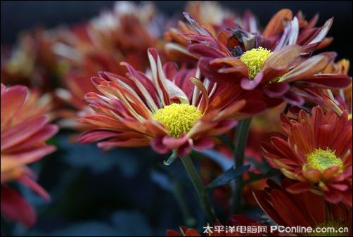 蔡司头配入门单反!索尼A350一样出牛片_数码