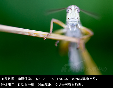 近拍也明亮腾龙60mmF2微距镜头评测(8)