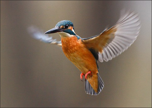 追寻精彩和感动 生态摄影师鸟语者专访_数码