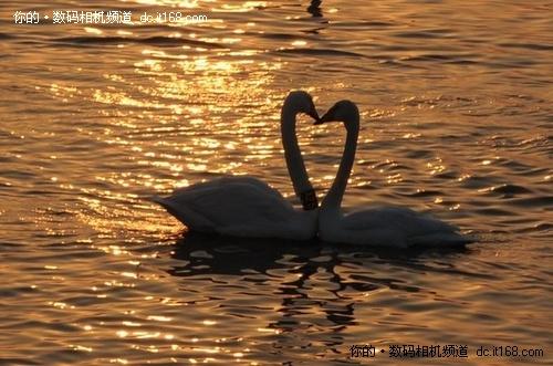 一镜悠游佳能550D配18-200烟墩角拍天鹅(3)