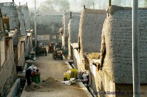 一镜悠游佳能550D配18-200烟墩角拍天鹅(4)