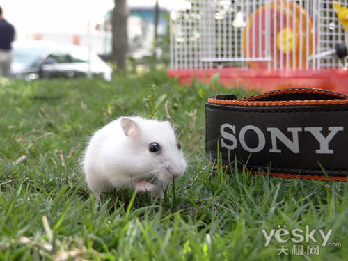 兔子可以吃什么东西图片 1305707761_ncf8Ei.jpg