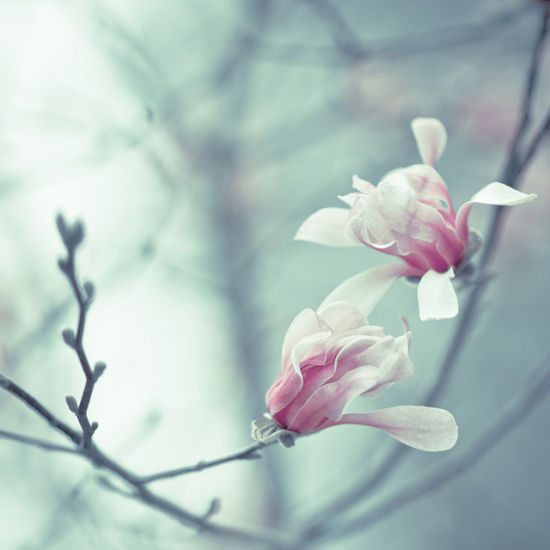 主角与配角 半开半合花蕊照片拍摄技巧解析_数