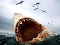 ����裺������ʳ������