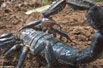 20大新物种:帝王蝎