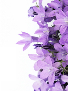 十款三星f488e精美壁纸下载