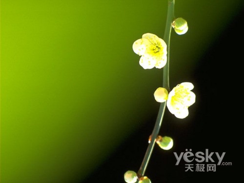植树更环保10大品牌绿色笔记本电脑