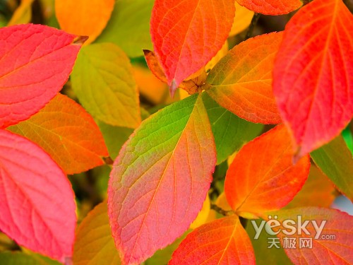 WindowsVistaϵͳ��Ȼ��ֽ����(��)