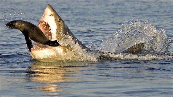 摄影师拍到两吨重大白鲨跃出水面捕猎海豹(图)