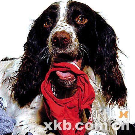 Ӣ��С�����������ѳ���40���̿�300˫����
