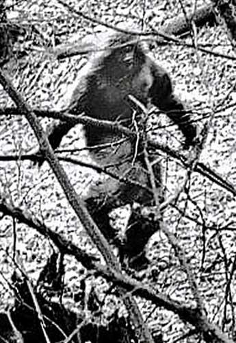 ��̽��С����巢������ѩ����ӡʼĩ����