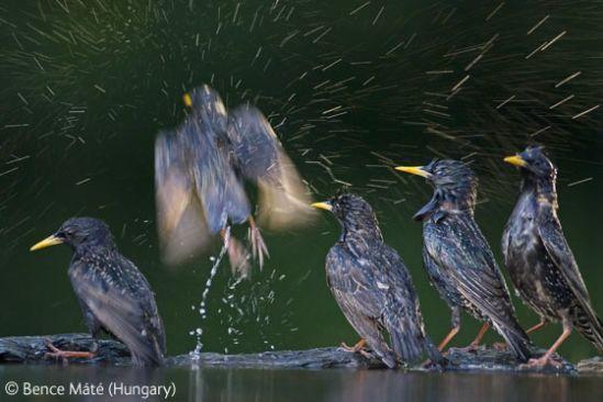 英国野生生物摄影特别奖：星椋鸟爱洗澡