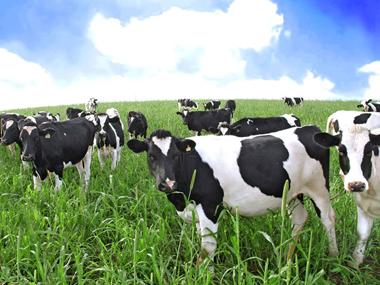 07十大最疯狂科学新闻：奶牛天生能产低脂奶