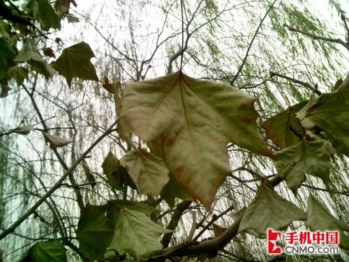 320像素AF镜头联想i966手机拍摄专项评测(3)