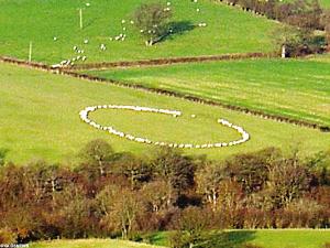 英国农场百头绵羊围出神秘圆圈(图)