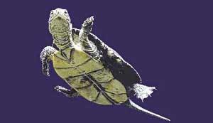 欧洲池龟：龟鳖目泽龟科泽龟属。分布于欧洲中南部、东部，小亚细亚及北非。典型的中小型半水栖性龟类，共有13个亚种。