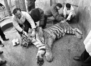 ���춯��԰ʨ���ϻ���ȡ����������֤��