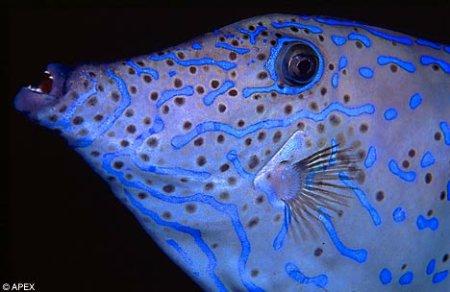 奇异绚丽的海洋生物：蓝环章鱼毒液可致命(图)
