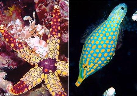 奇异绚丽的海洋生物：五颜六色的豚鱼