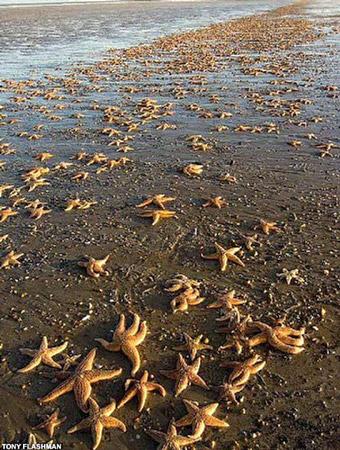 英国海滩现大批死海星蔓延8公里(图)