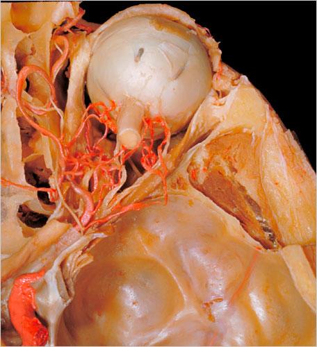 迄今最详细人体解剖照片：洋葱状的眼珠