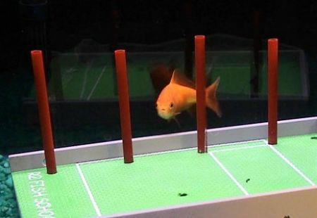 世界上最聪明的鱼会玩水上足球灌篮(组图)(2)