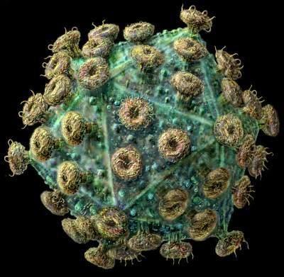科学实验首次见证艾滋病病毒诞生过程(图)