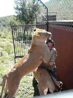 南非狮人与非洲狮相互拥抱玩耍(组图)(2)