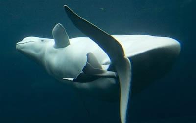 温哥华水族馆大白鲸生下小鲸鱼(组图)