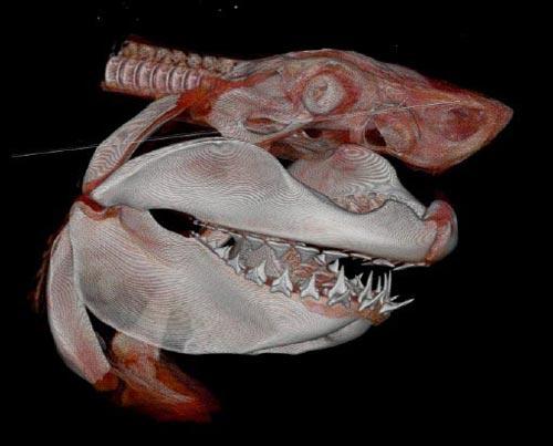 研究称史前巨齿鲨撕咬力超霸王龙(图)