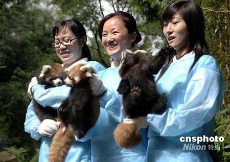 福州大熊猫研究中心小熊猫繁殖成果喜人_科学