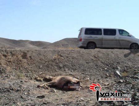 新疆一级保护动物野驴被撞死分尸(图)