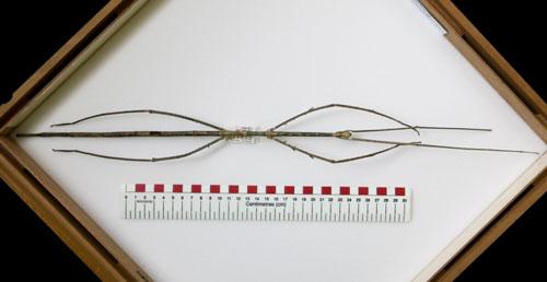 婆罗洲发现长达55厘米世界最长竹节虫(图)