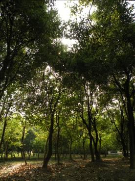 高清来袭富士S2000HD尼康P80对比评测(6)