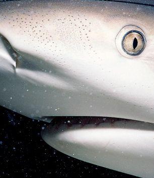 动物显微照片：鲨鱼皮鳞片如锋利牙齿