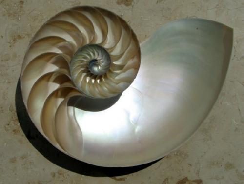 12种活化石动物：鹦鹉螺