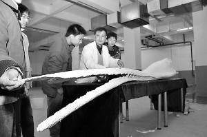 最大长须鲸下巴骨落户上海(图)
