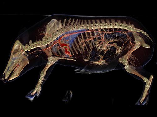 奇妙三維CT照片透視人體和動物內部奧秘圖片5