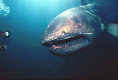菲律宾渔民捕到稀有巨口鲨 长达4米重500公斤(组图)