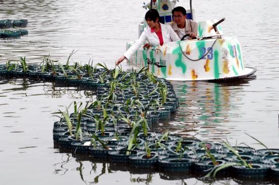 合肥人工湖建水生植物浮岛净化水体(图)