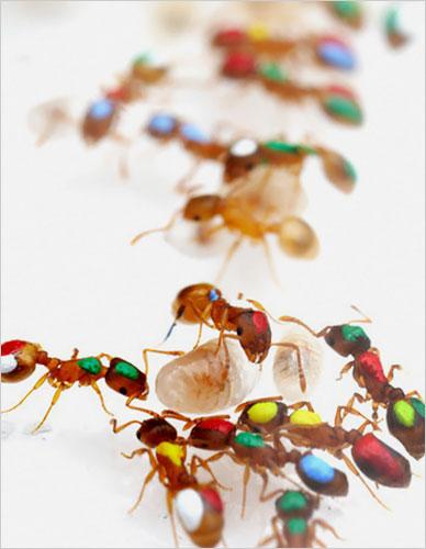 揭秘奇妙蚂蚁王国:子弹蚁可轻易捕食青蛙