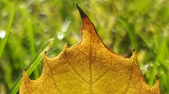 5.5����+����800����������VIBEZ����(4)