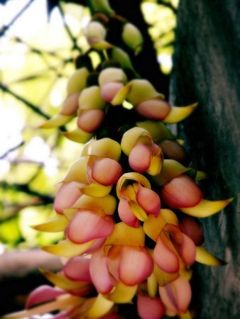 狮子座遭遇烂桃花原因(图片来源轻博客)