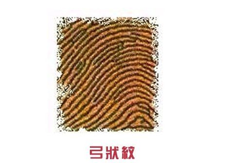 【弓状纹】--表示你对恋人极为忠诚，温柔体贴，唯一的缺点是有欠热情。