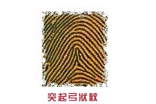 【突起弓状纹】--则显示就算你已有固定的恋人，但只要看见出色的异性出现便会双眼发光，理由是你不断需要新鲜感。