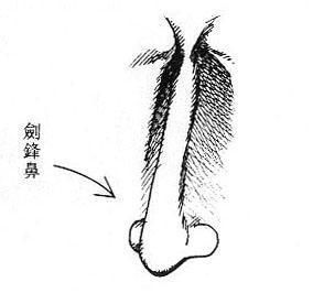 女人之鼻削如刀克夫相(图片来源于作者博客)