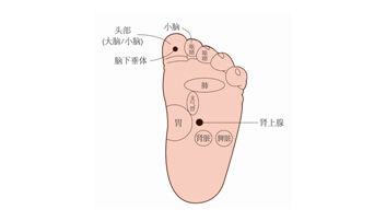 各种学说对脚与健康的认识:循环、反射学说_健