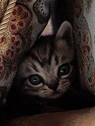 СĢ��35���